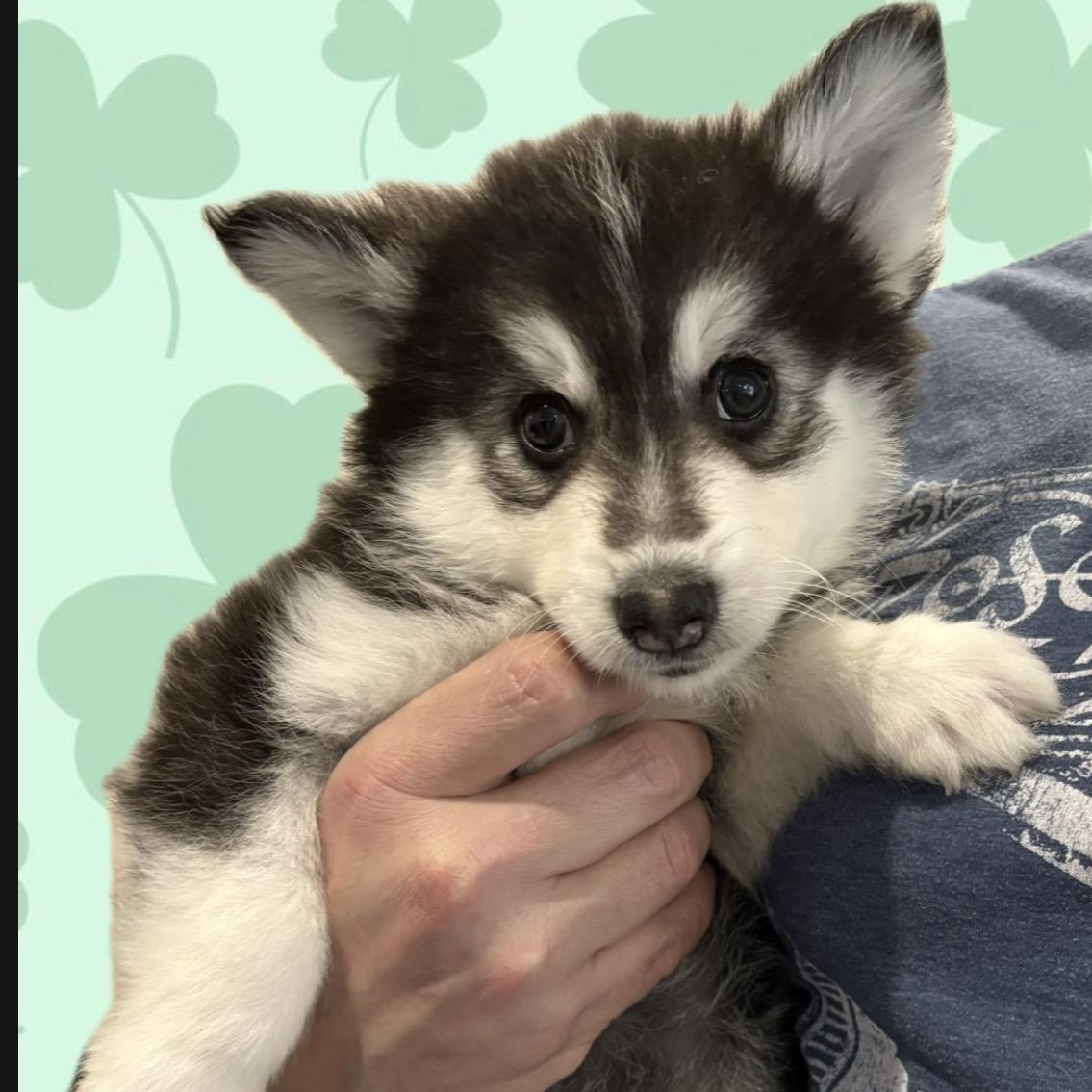 Twix, Adoptable, Puppy Male Pomsky.