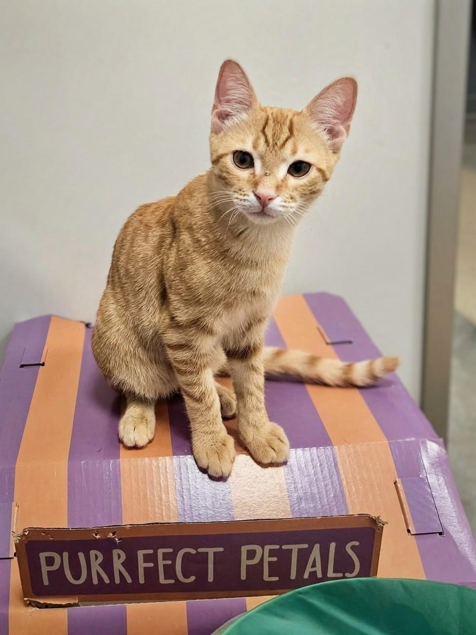 Lazy River, ADOPTABLE, Kitten Male Domestic Short Hair.