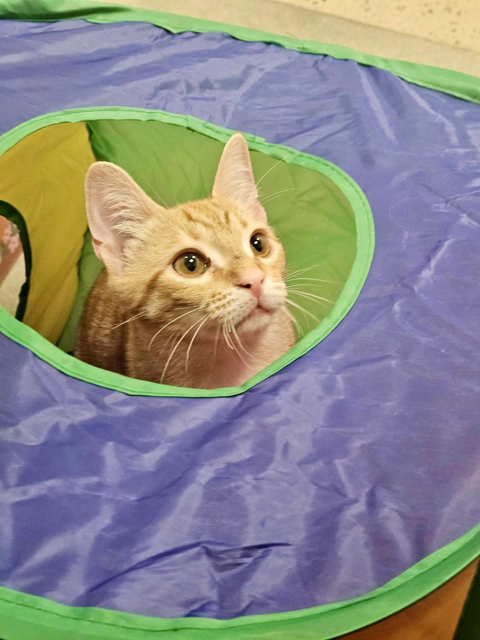 Lazy River, a ADOPTABLE Domestic Short Hair in Apex, NC image 6/6