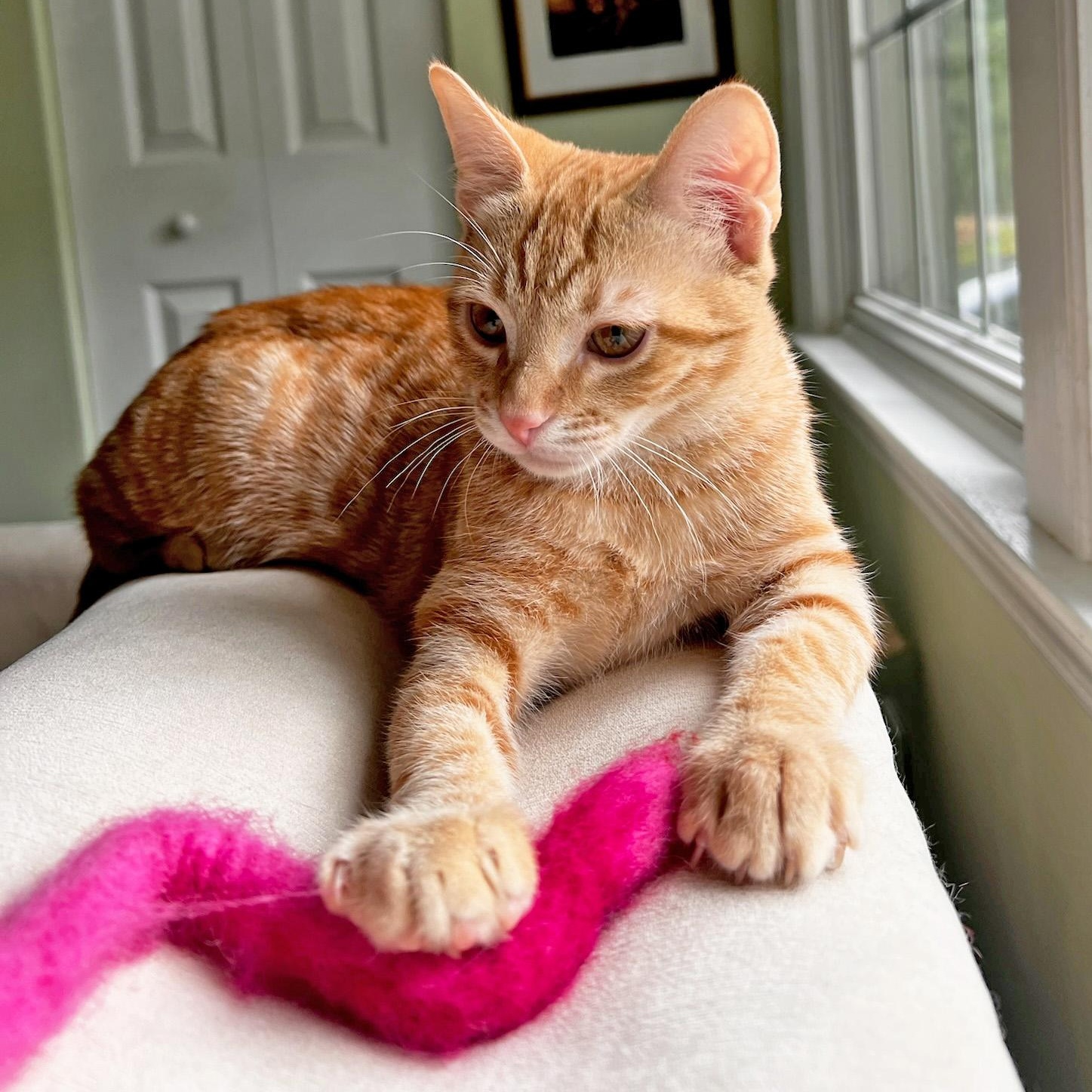 Lazy River, a ADOPTABLE Domestic Short Hair in Apex, NC image 3/6