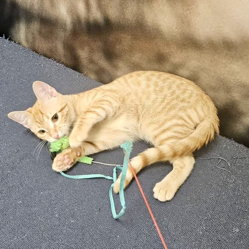 Lazy River, a ADOPTABLE Domestic Short Hair in Apex, NC image 4/6