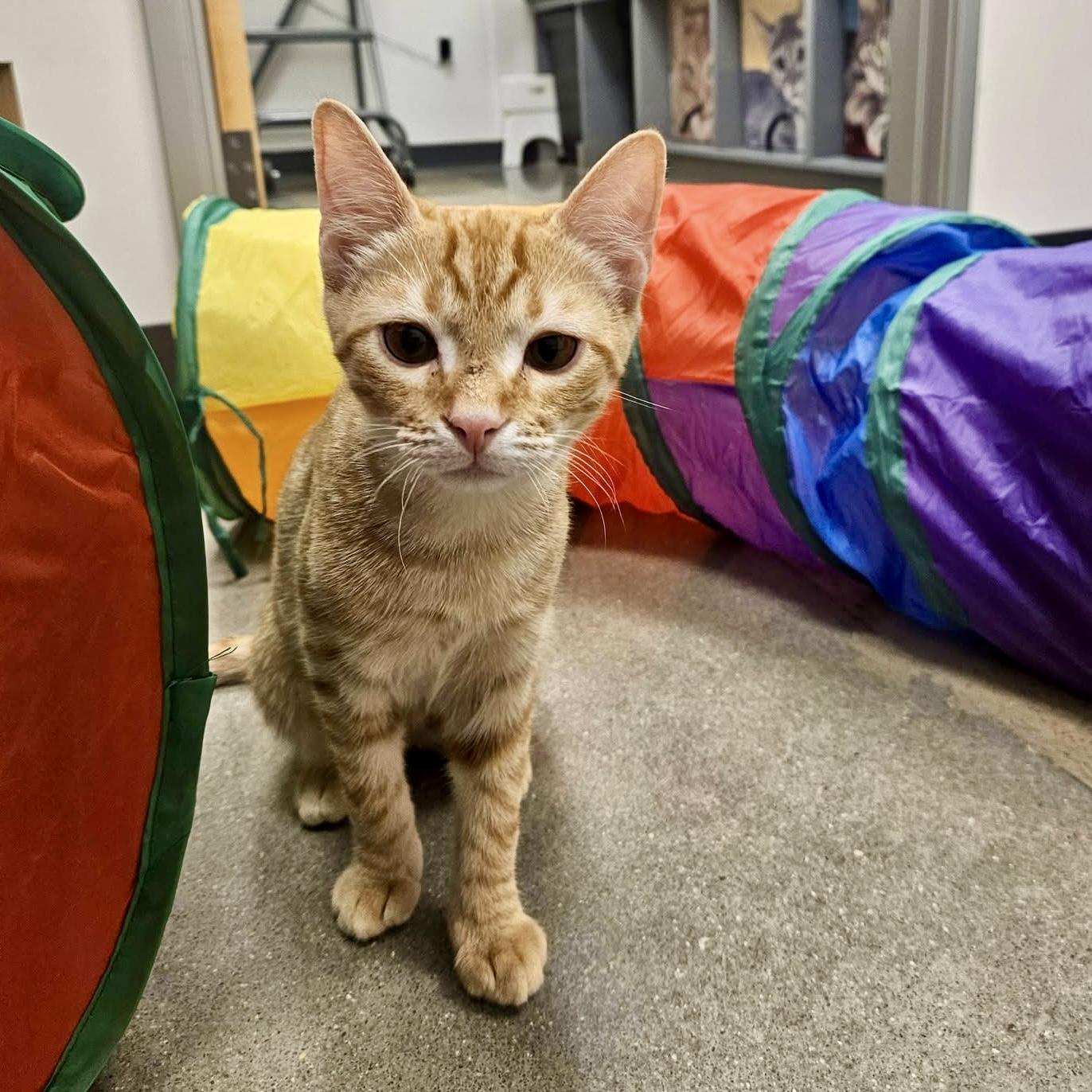 Lazy River, a ADOPTABLE Domestic Short Hair in Apex, NC image 5/6