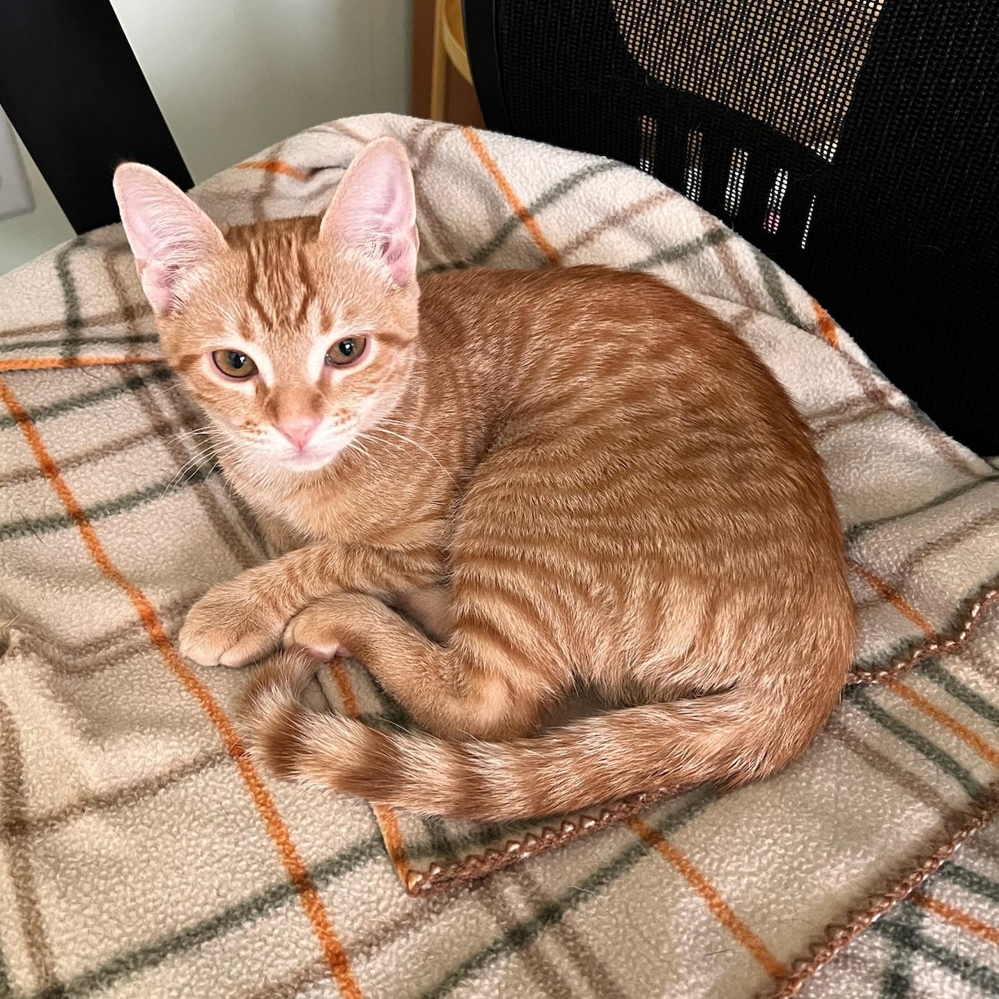 Lazy River, a ADOPTABLE Domestic Short Hair in Apex, NC image 2/6