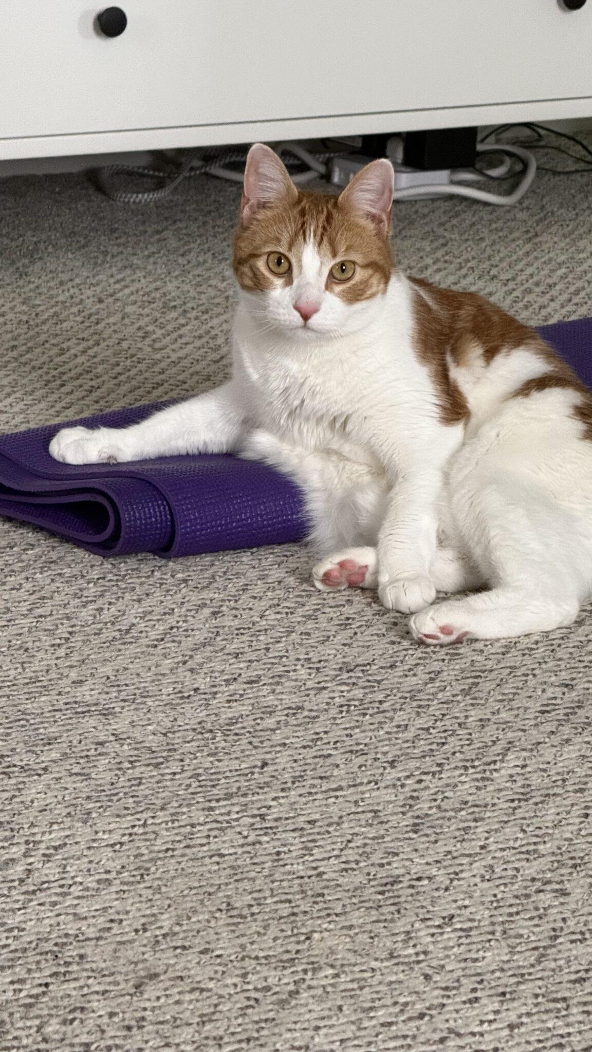 Enlarge Goldie, a ADOPTABLE mixed breed in Medford, MA image 4/5