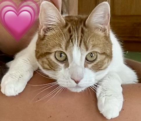 Enlarge Goldie, a ADOPTABLE mixed breed in Medford, MA image 3/5