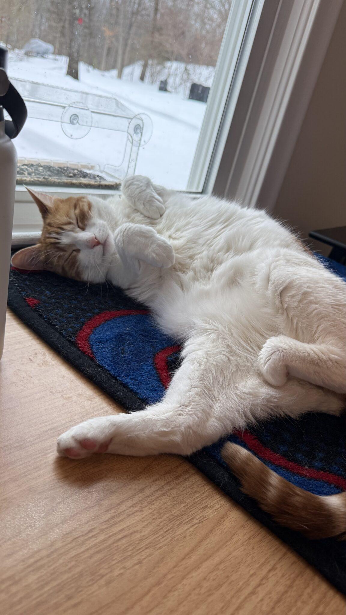 Enlarge Goldie, a ADOPTABLE mixed breed in Medford, MA image 2/5