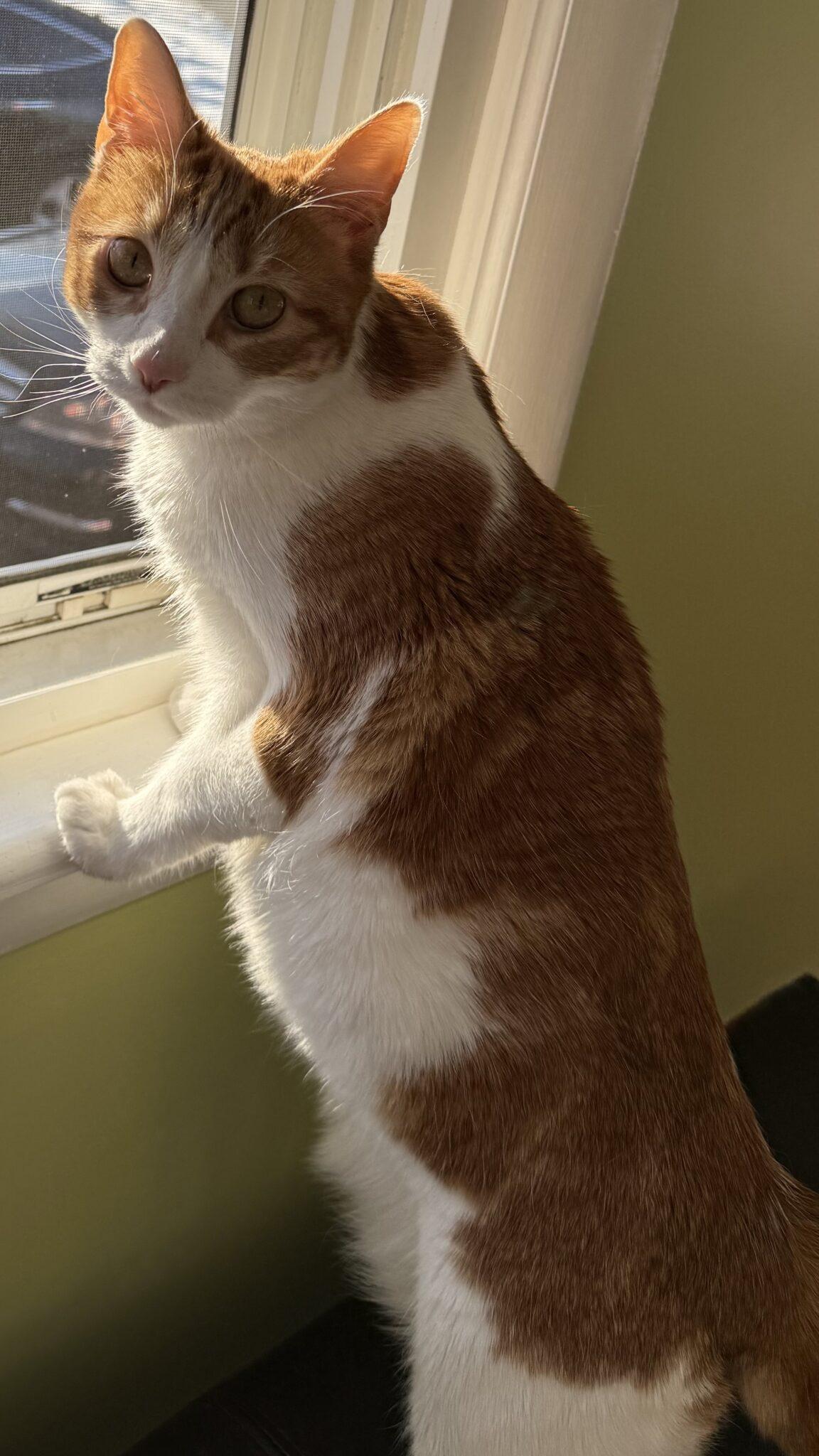 Enlarge Goldie, a ADOPTABLE mixed breed in Medford, MA image 5/5