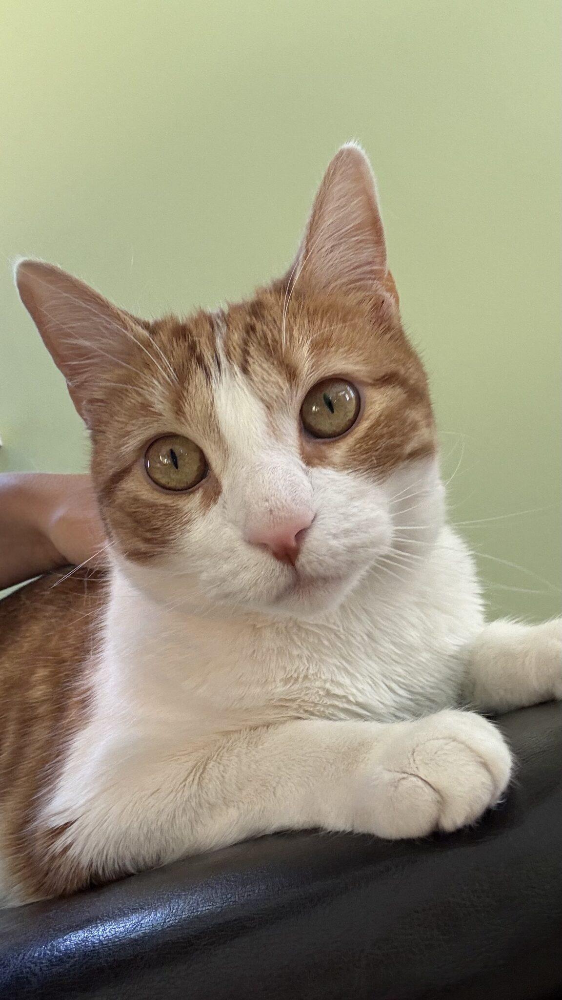 Enlarge Goldie, a ADOPTABLE mixed breed in Medford, MA image 1/5