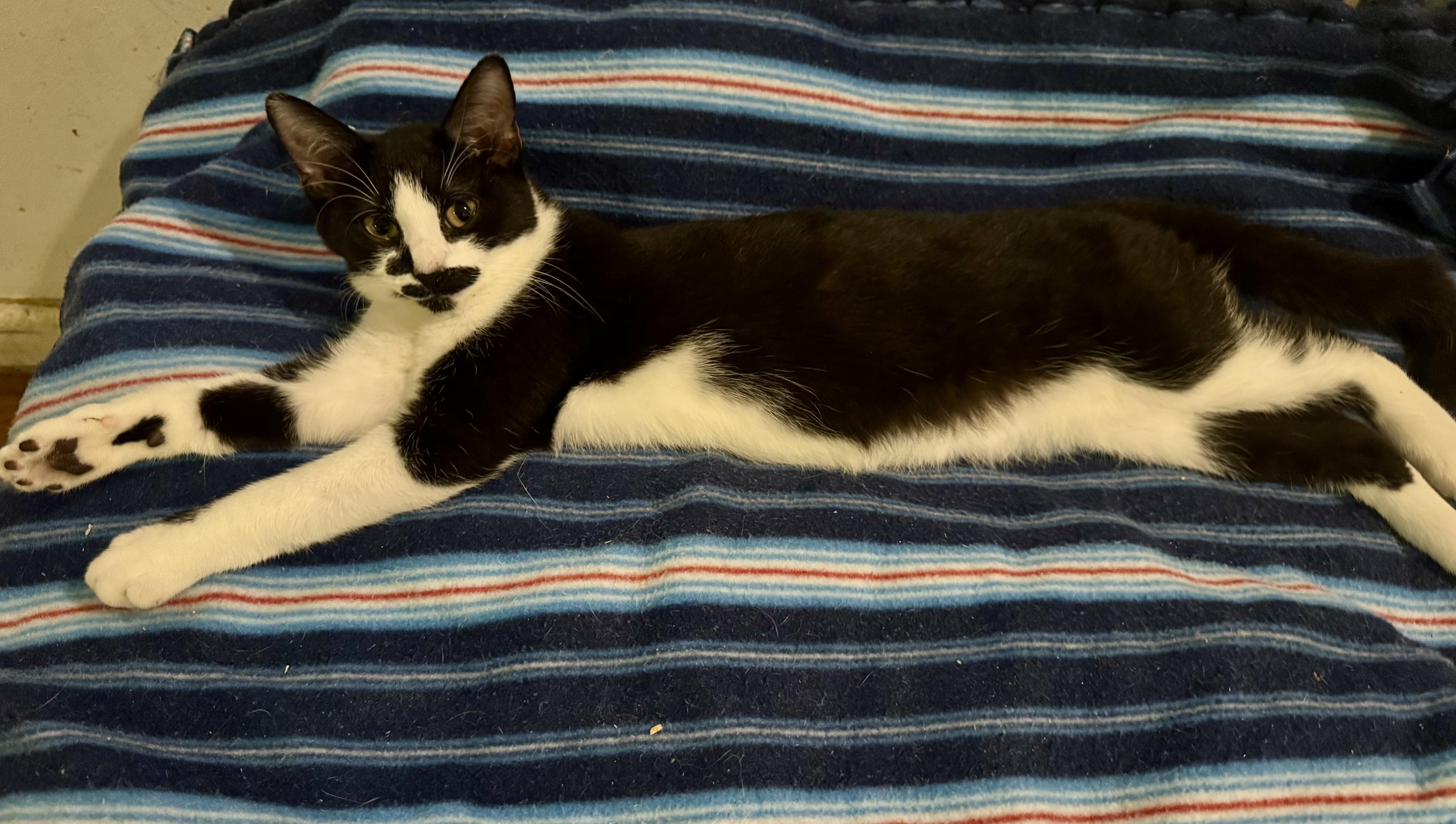 Enlarge IRIS, a Adoptable mixed breed in Churchville, PA image 1/3