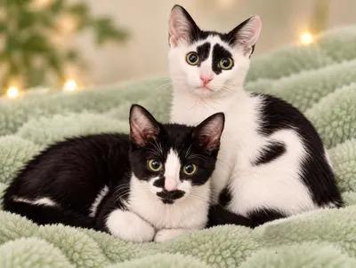 Enlarge IRIS, a Adoptable mixed breed in Churchville, PA image 2/3