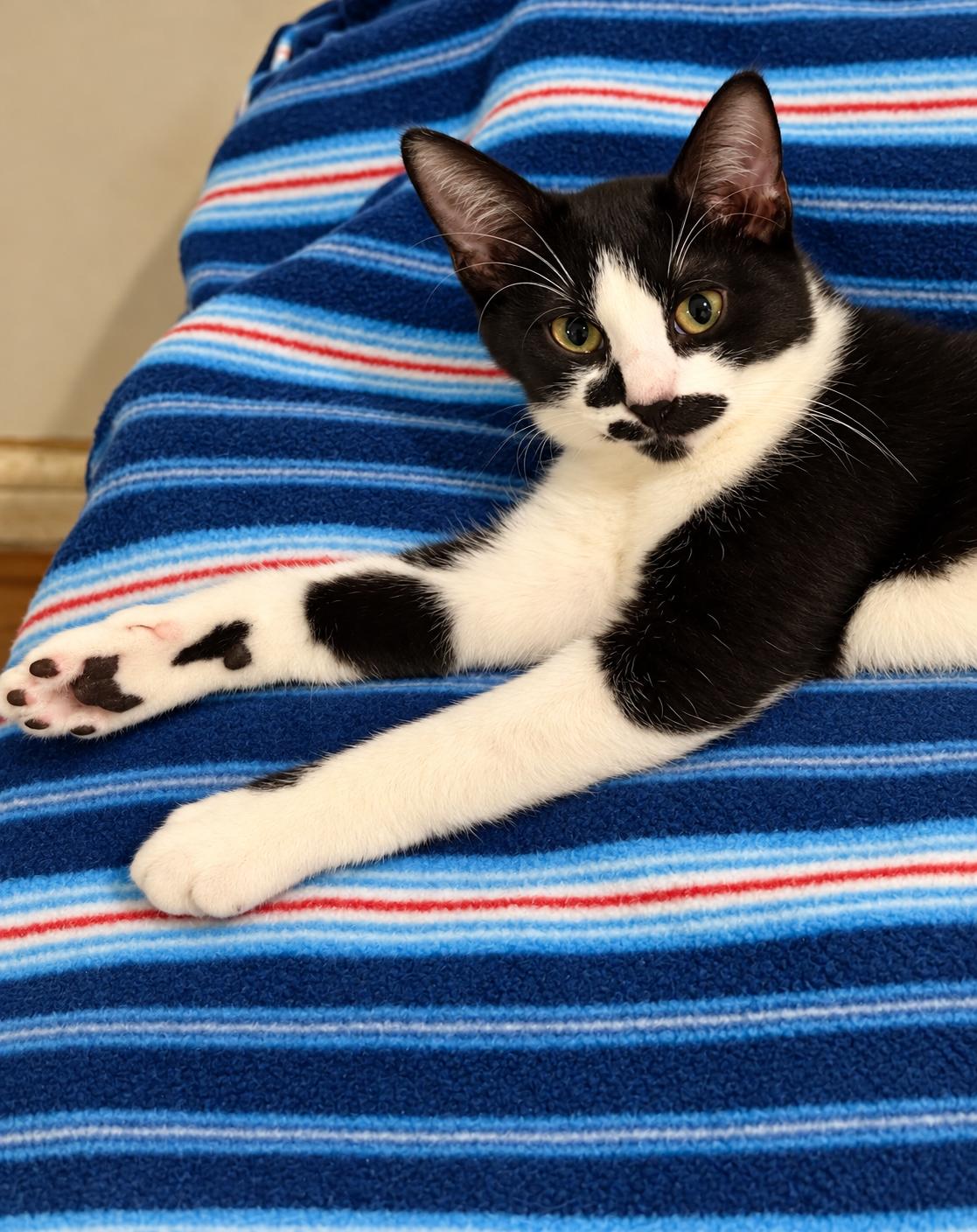 Enlarge IRIS, a Adoptable mixed breed in Churchville, PA image 3/3
