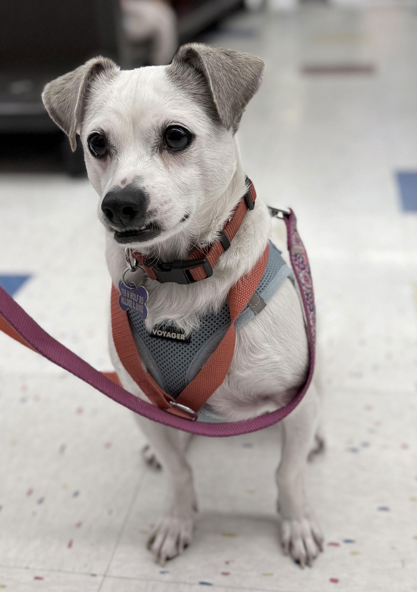 Enlarge Bernie, a Adoptable mixed breed in Hillside, IL image 2/3