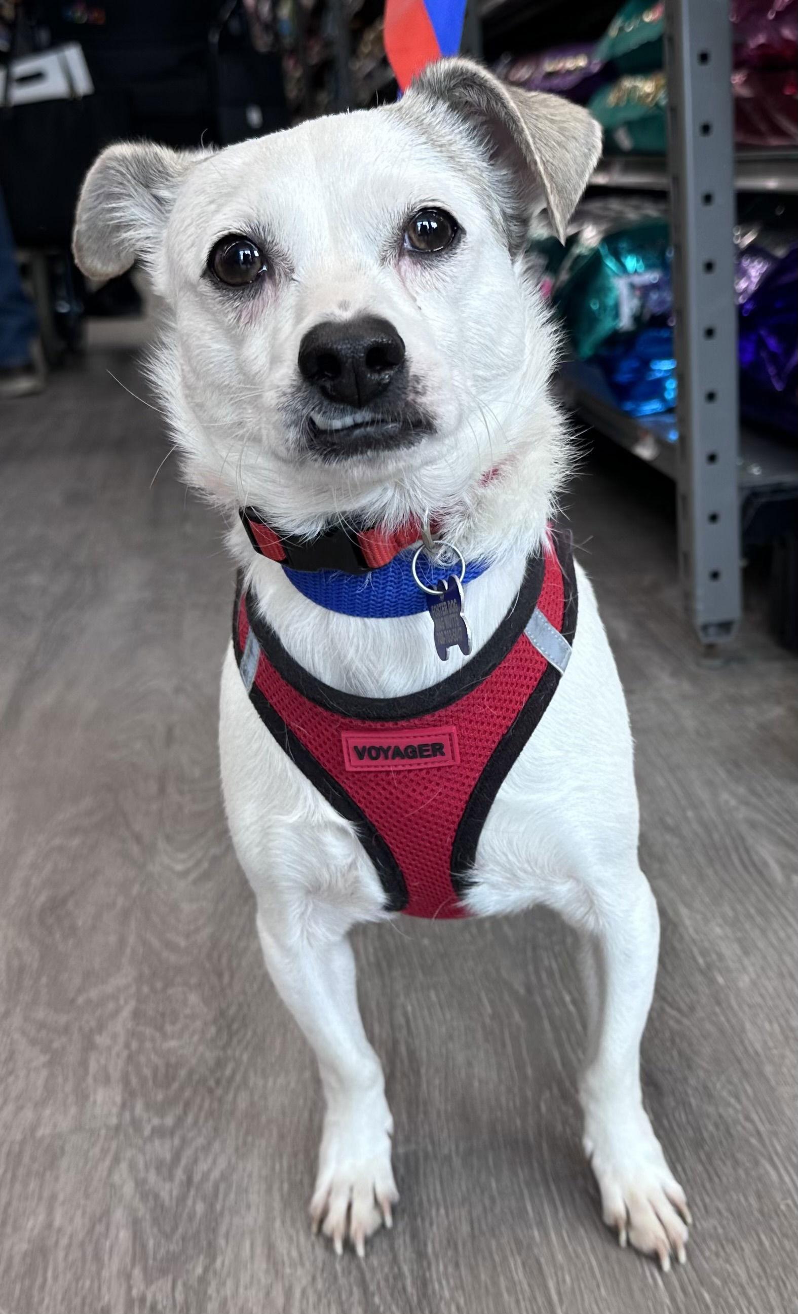 Bernie, Adoptable, Adult Male Rat Terrier & Lhasa Apso.