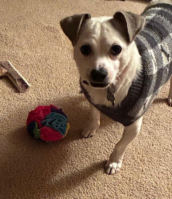 Enlarge Bernie, a Adoptable mixed breed in Hillside, IL image 2/3