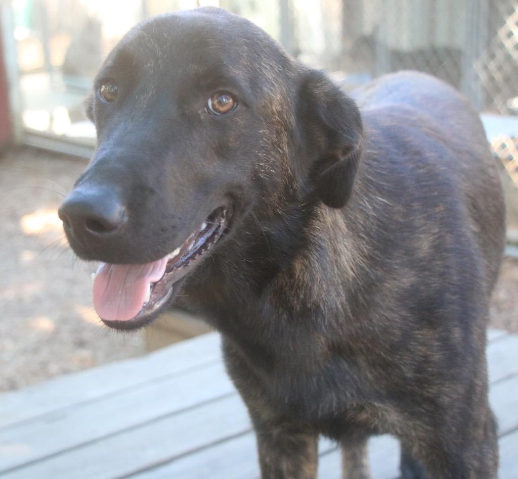 Rocky 26, Adoptable, Young Male Collie.