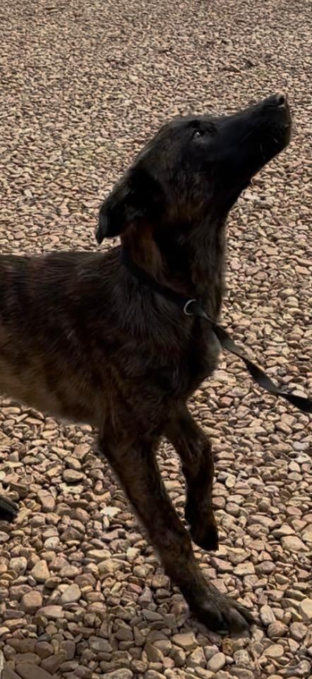 Enlarge Rocky 26, a Adoptable mixed breed in Brookhaven, MS image 1/4