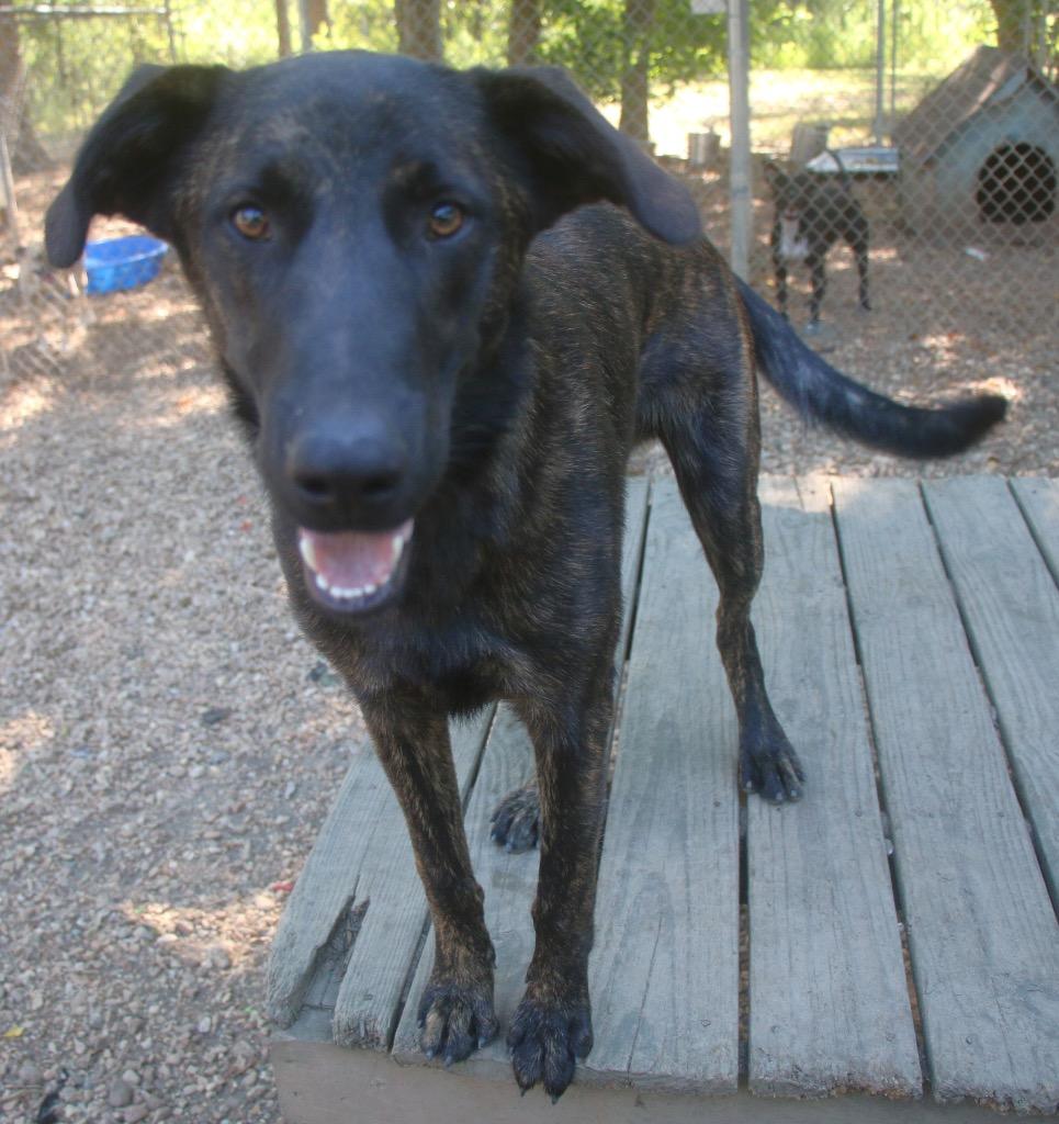 Rocky 26, a Adoptable mixed breed in Brookhaven, MS image 2/4