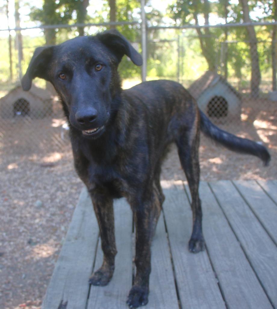 Rocky 26, a Adoptable mixed breed in Brookhaven, MS image 3/4