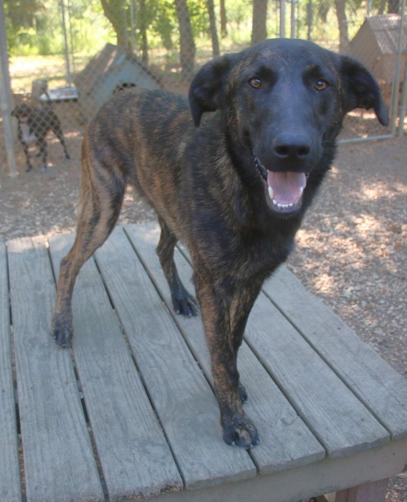 Rocky 26, a Adoptable mixed breed in Brookhaven, MS image 4/4