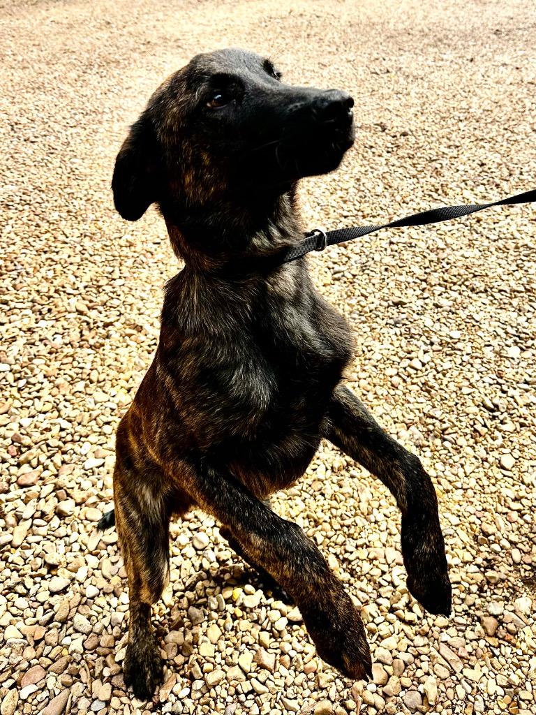 Enlarge Rocky 26, a Adoptable mixed breed in Brookhaven, MS image 2/4
