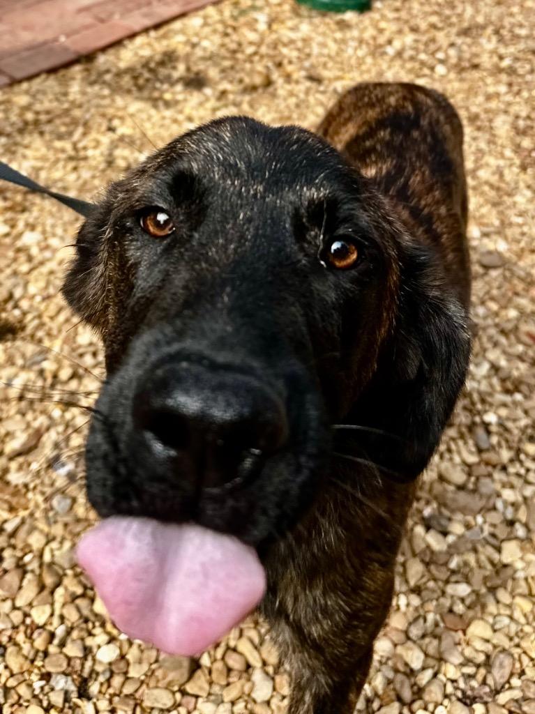 Enlarge Rocky 26, a Adoptable mixed breed in Brookhaven, MS image 3/4