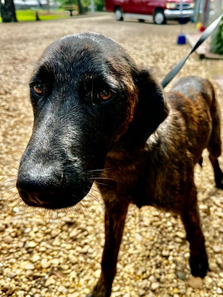 Enlarge Rocky 26, a Adoptable mixed breed in Brookhaven, MS image 4/4