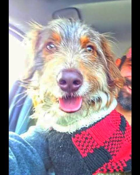 Enlarge McScruffin, a Adopted mixed breed in Ferndale, MI image 1/1