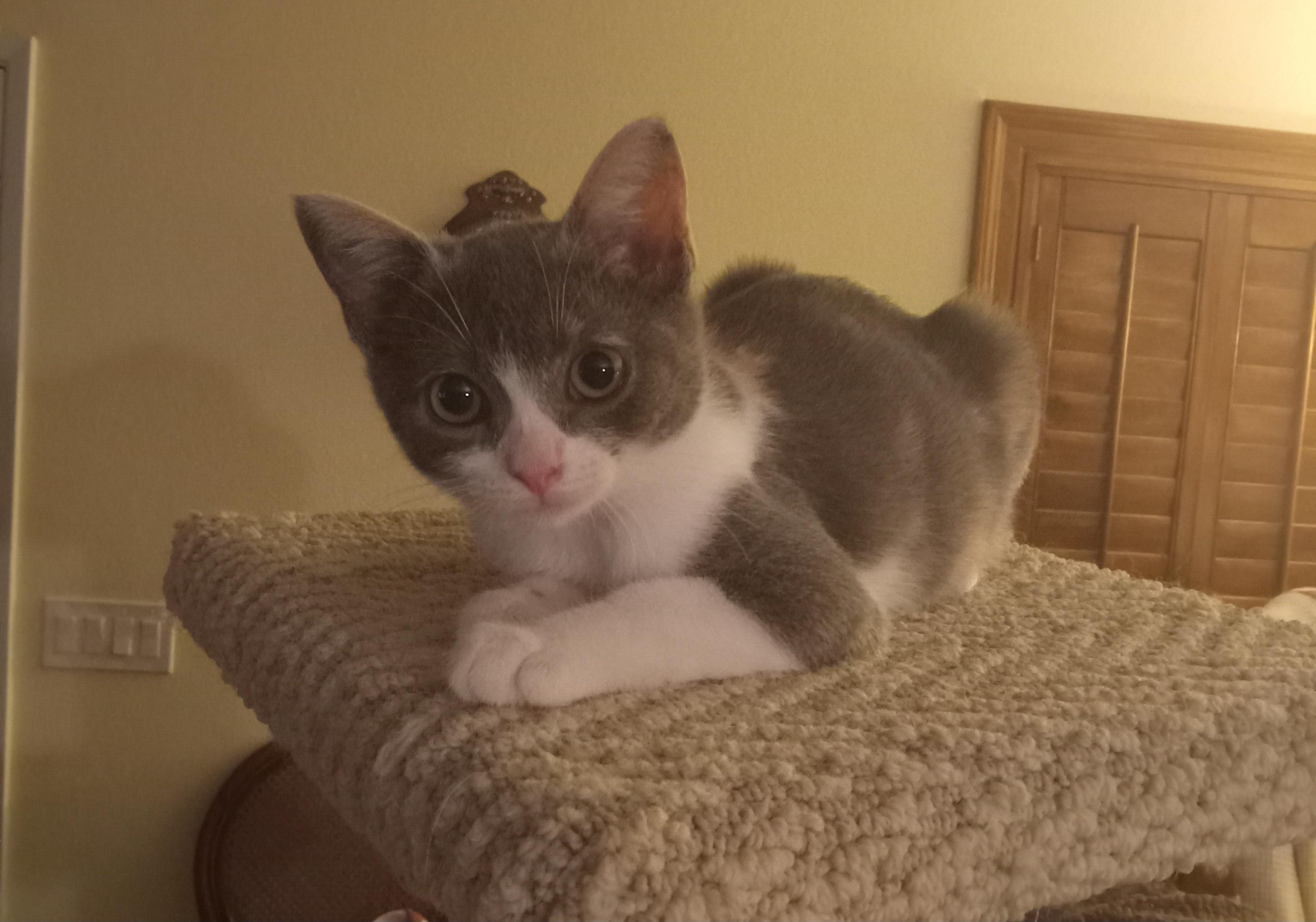 Enlarge DiDi, a Adoptable Domestic Short Hair in Irvine, CA image 3/4