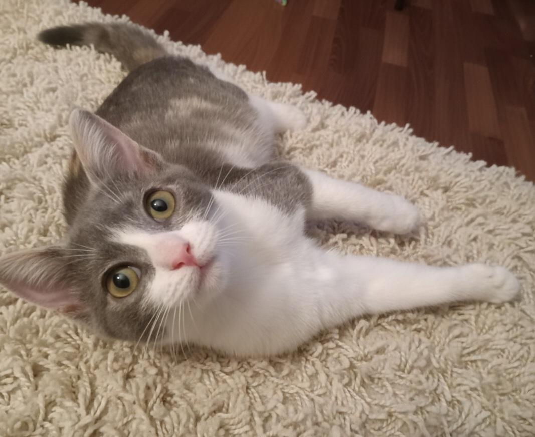 Enlarge DiDi, a Adoptable Domestic Short Hair in Irvine, CA image 2/4