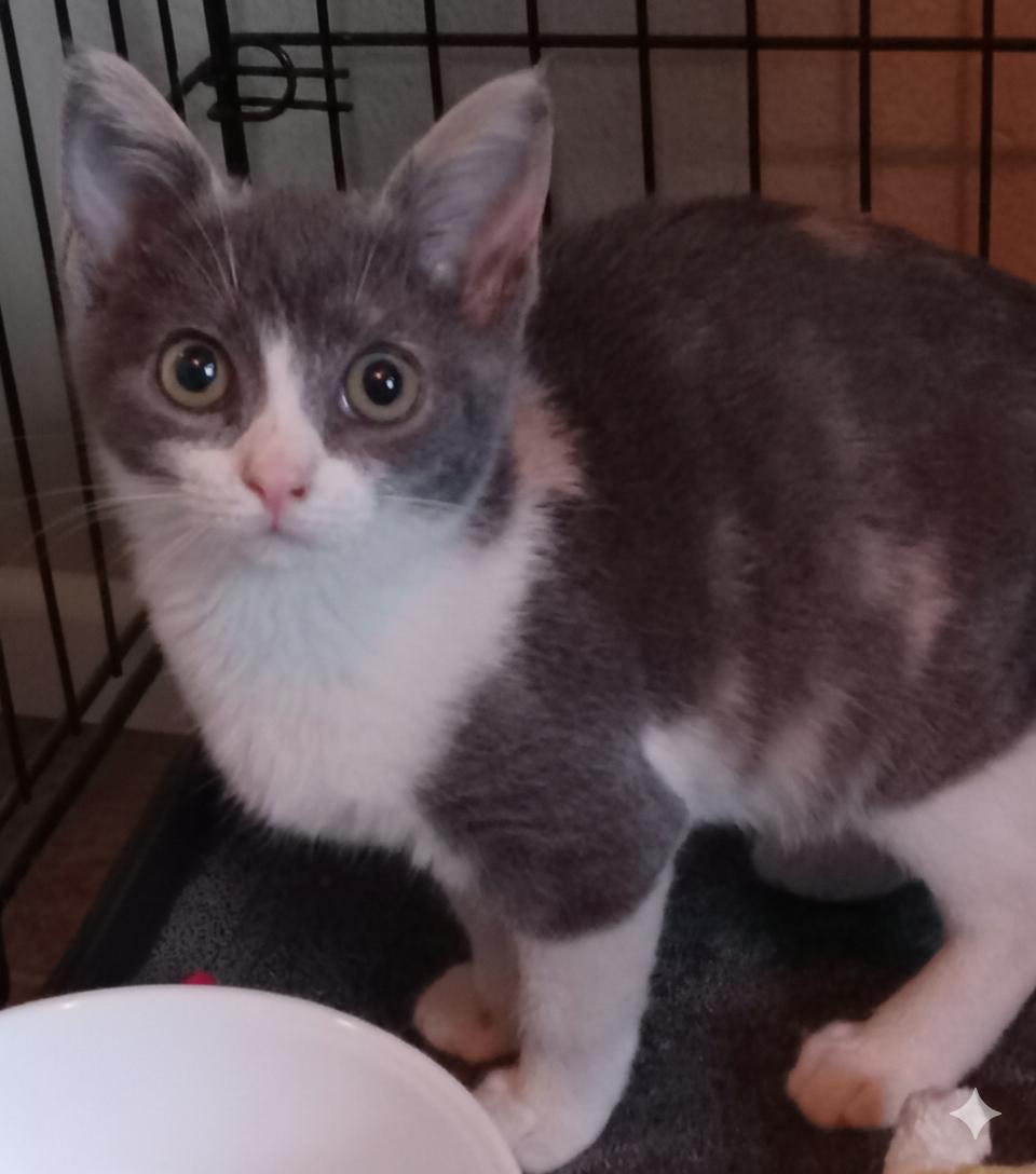 Enlarge DiDi, a Adoptable Domestic Short Hair in Irvine, CA image 4/4