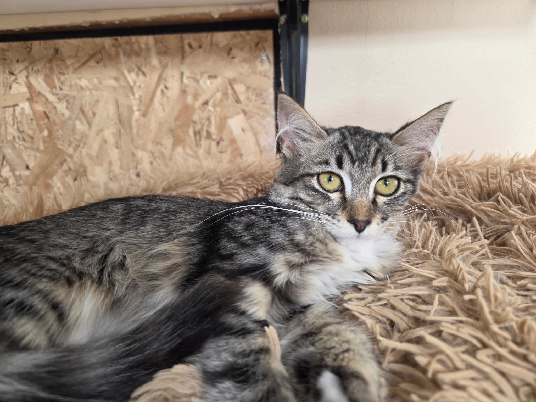 Enlarge Aurora, a Adoptable mixed breed in Tehachapi, CA image 3/5