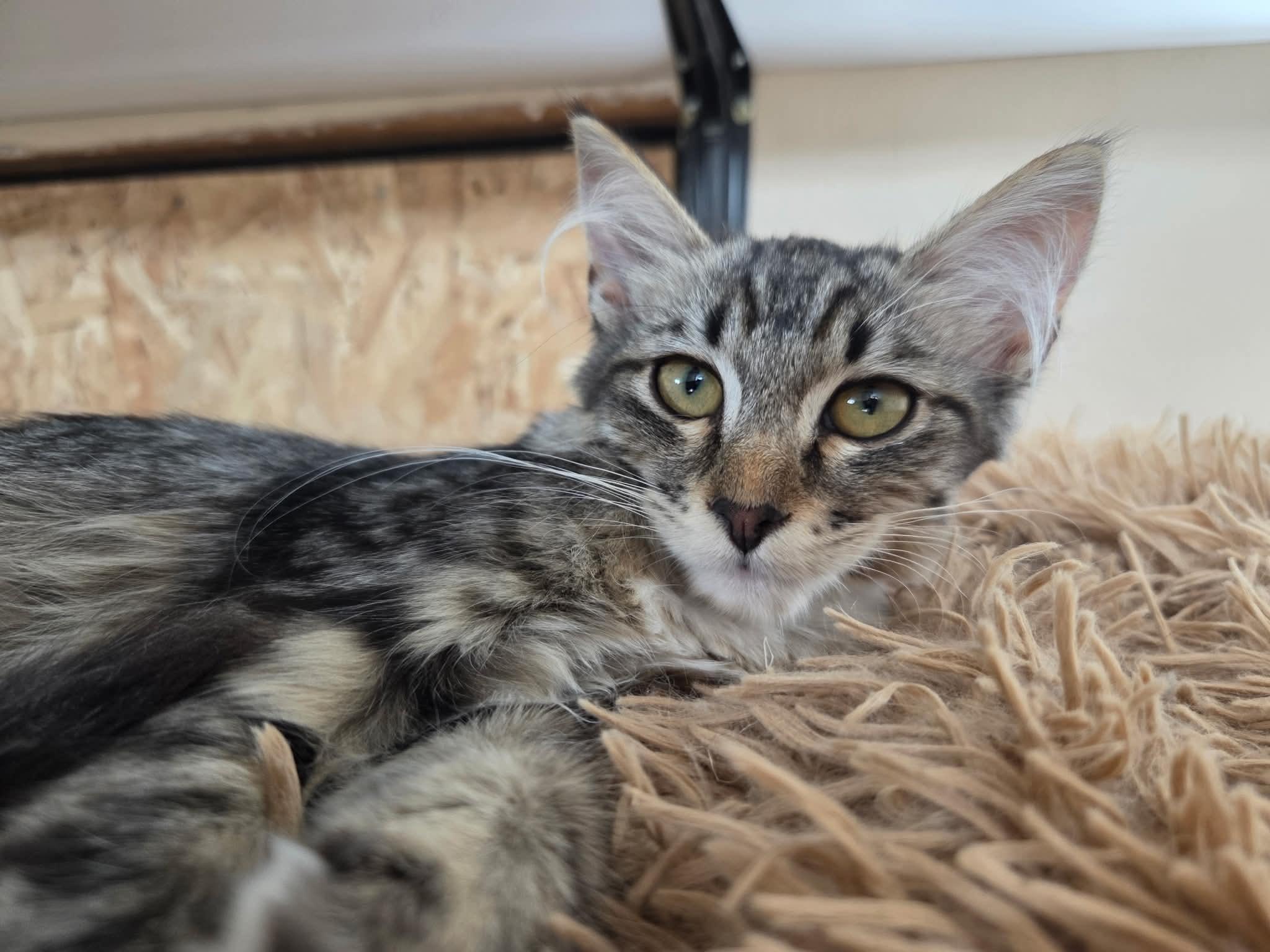 Enlarge Aurora, a Adoptable mixed breed in Tehachapi, CA image 4/5