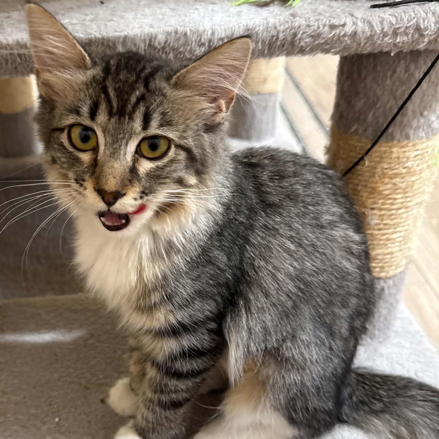 Aurora, Adoptable, Kitten Female Domestic Medium Hair & Norwegian Forest Cat.