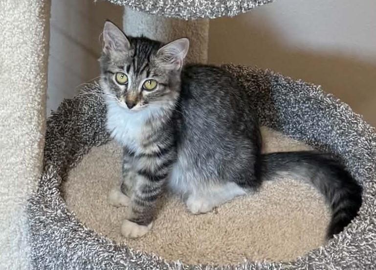Enlarge Aurora, a Adoptable mixed breed in Tehachapi, CA image 2/5