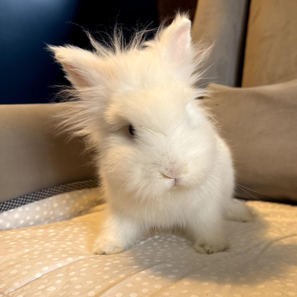 Enlarge Miffy, a Adoptable mixed breed in Portland, OR image 1/2