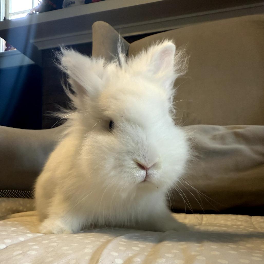 Enlarge Miffy, a Adoptable mixed breed in Portland, OR image 2/2