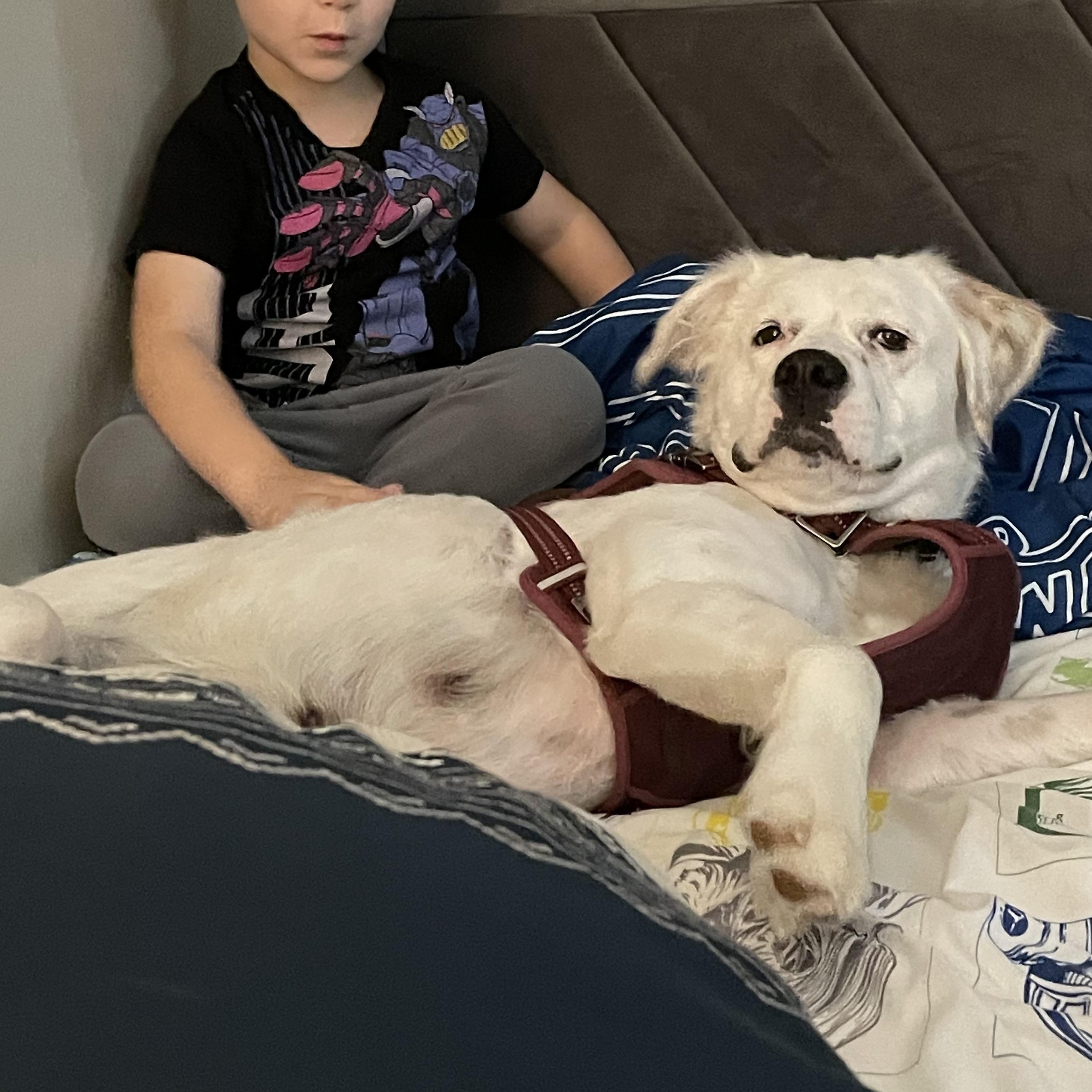 Pearl, a Adoptable mixed breed in Potomac, MD image 2/6