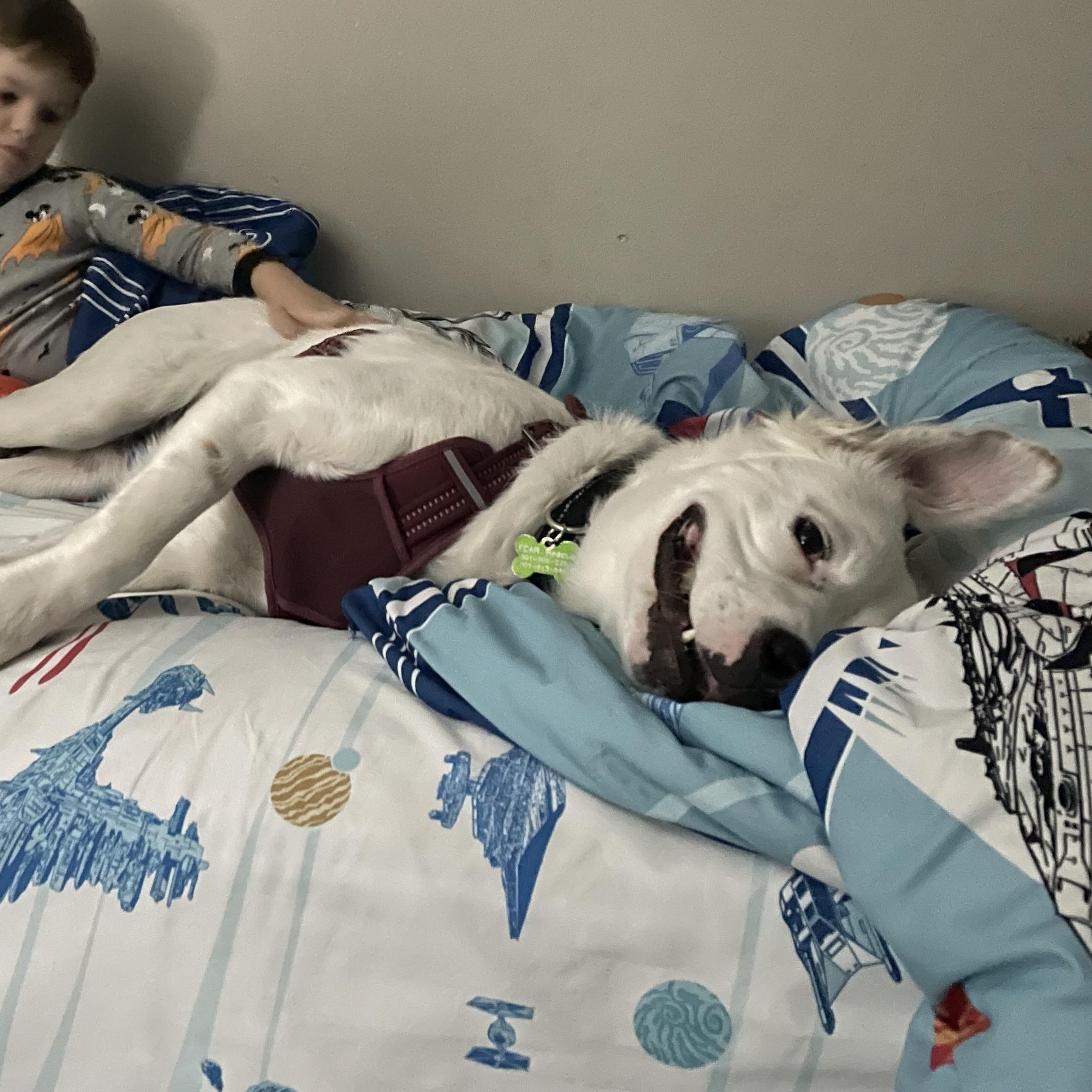 Pearl, a Adoptable mixed breed in Potomac, MD image 3/6