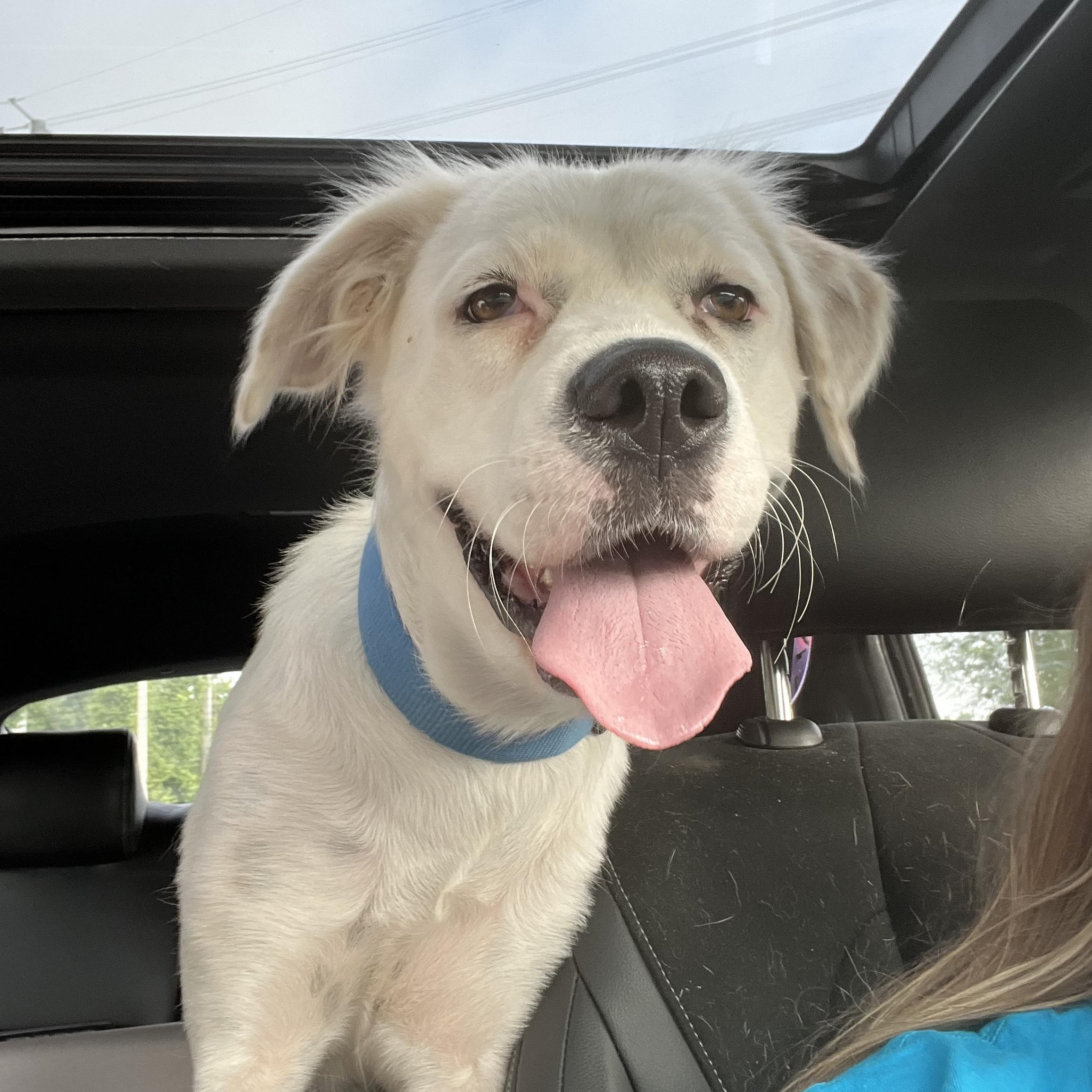 Pearl, a Adoptable mixed breed in Potomac, MD image 4/6