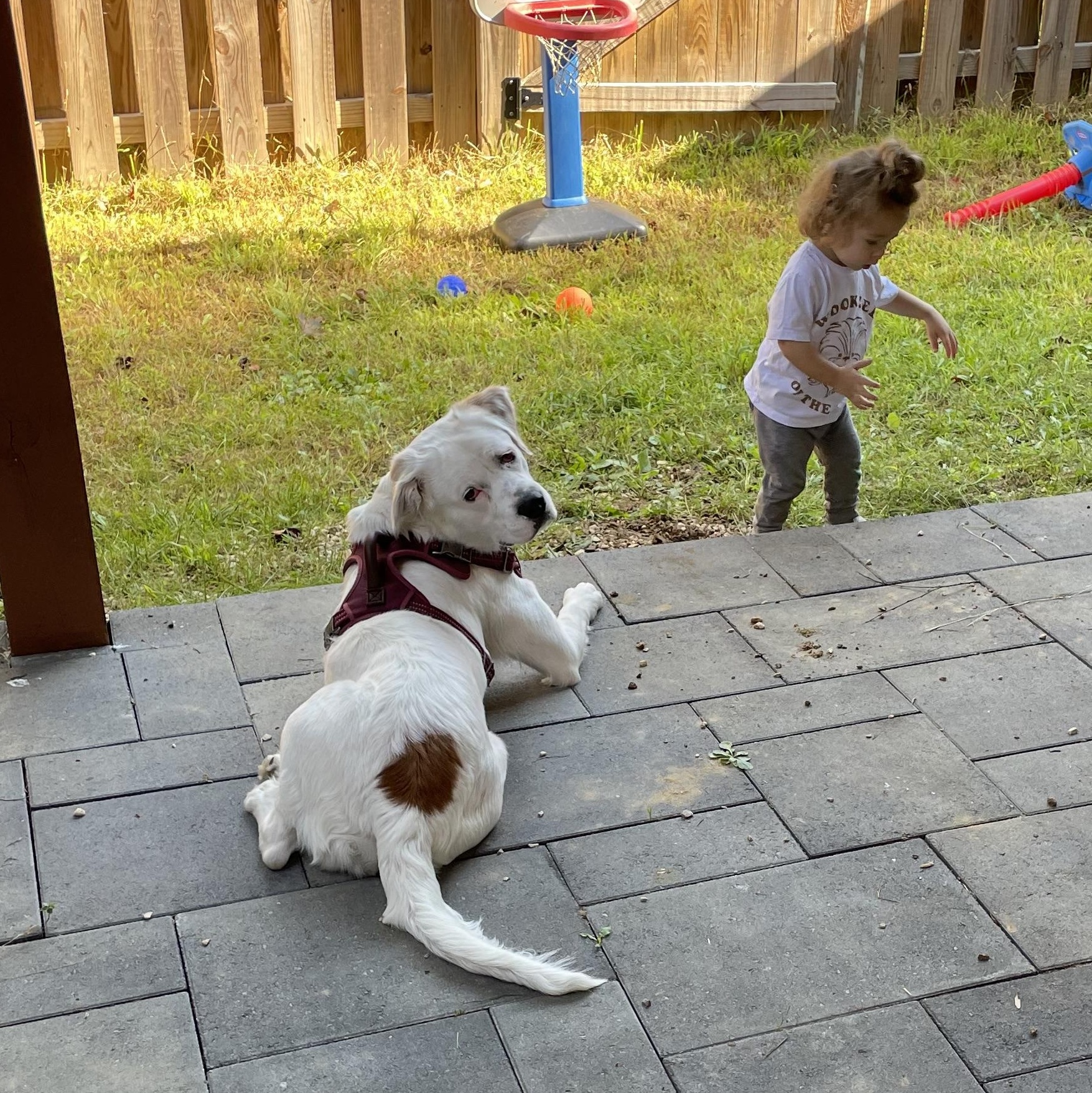 Pearl, a Adoptable mixed breed in Potomac, MD image 1/6