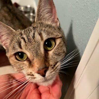 Speedo, Adoptable, Adult Female Domestic Short Hair & Domestic Short Hair.