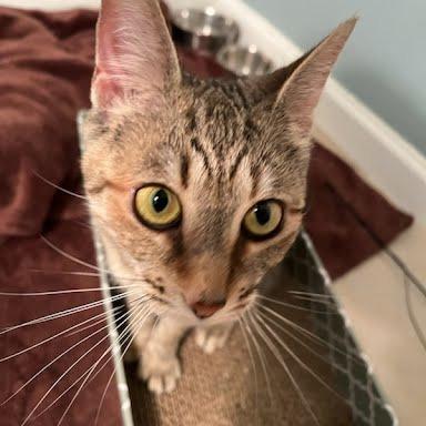 Enlarge Speedo, a Adoptable mixed breed in Madison, WI image 2/6