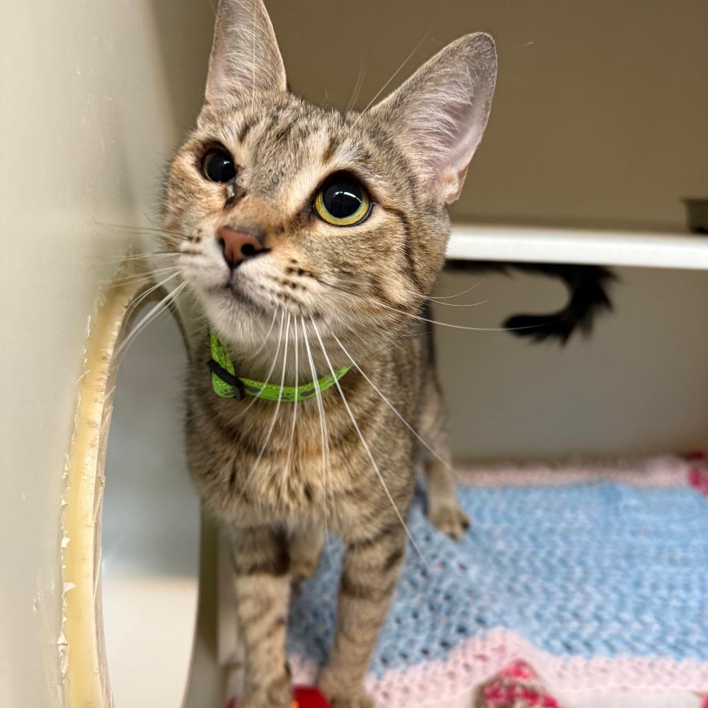 Enlarge Speedo, a Adoptable mixed breed in Madison, WI image 3/6