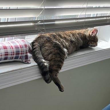 Enlarge Speedo, a Adoptable mixed breed in Madison, WI image 4/6