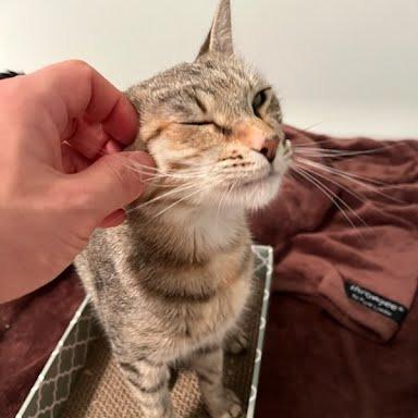 Enlarge Speedo, a Adoptable mixed breed in Madison, WI image 5/6