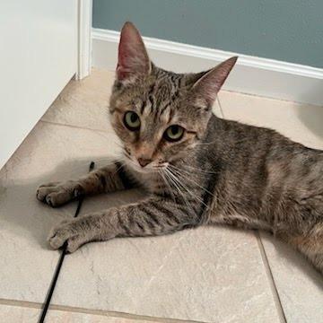 Enlarge Speedo, a Adoptable mixed breed in Madison, WI image 6/6