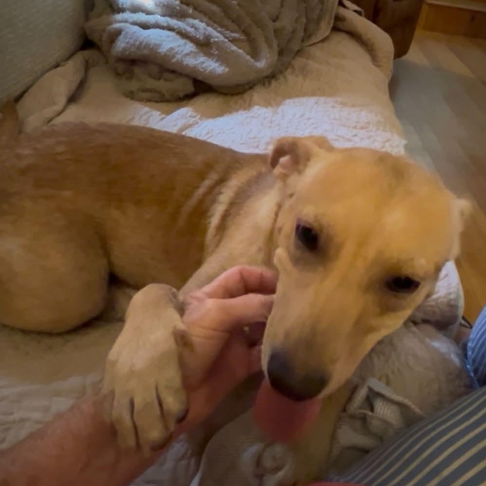 Enlarge Amy, a Adoptable mixed breed in Danville, VT image 4/4