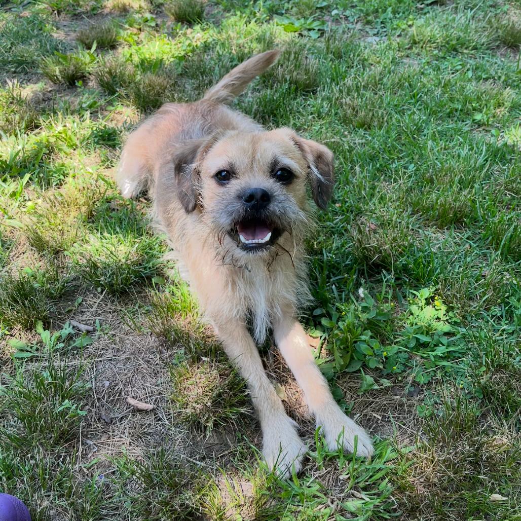 Enlarge Max, a Adoptable mixed breed in Wantagh, NY image 2/5