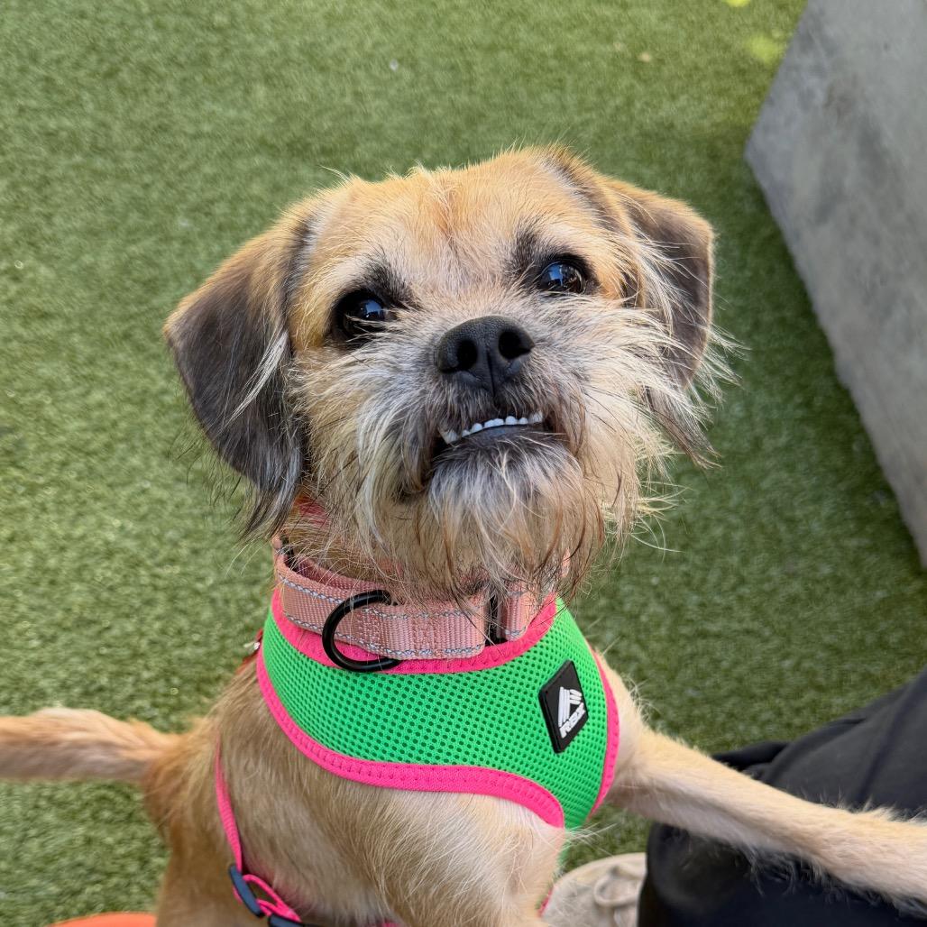 Enlarge Max, a Adoptable mixed breed in Wantagh, NY image 3/5