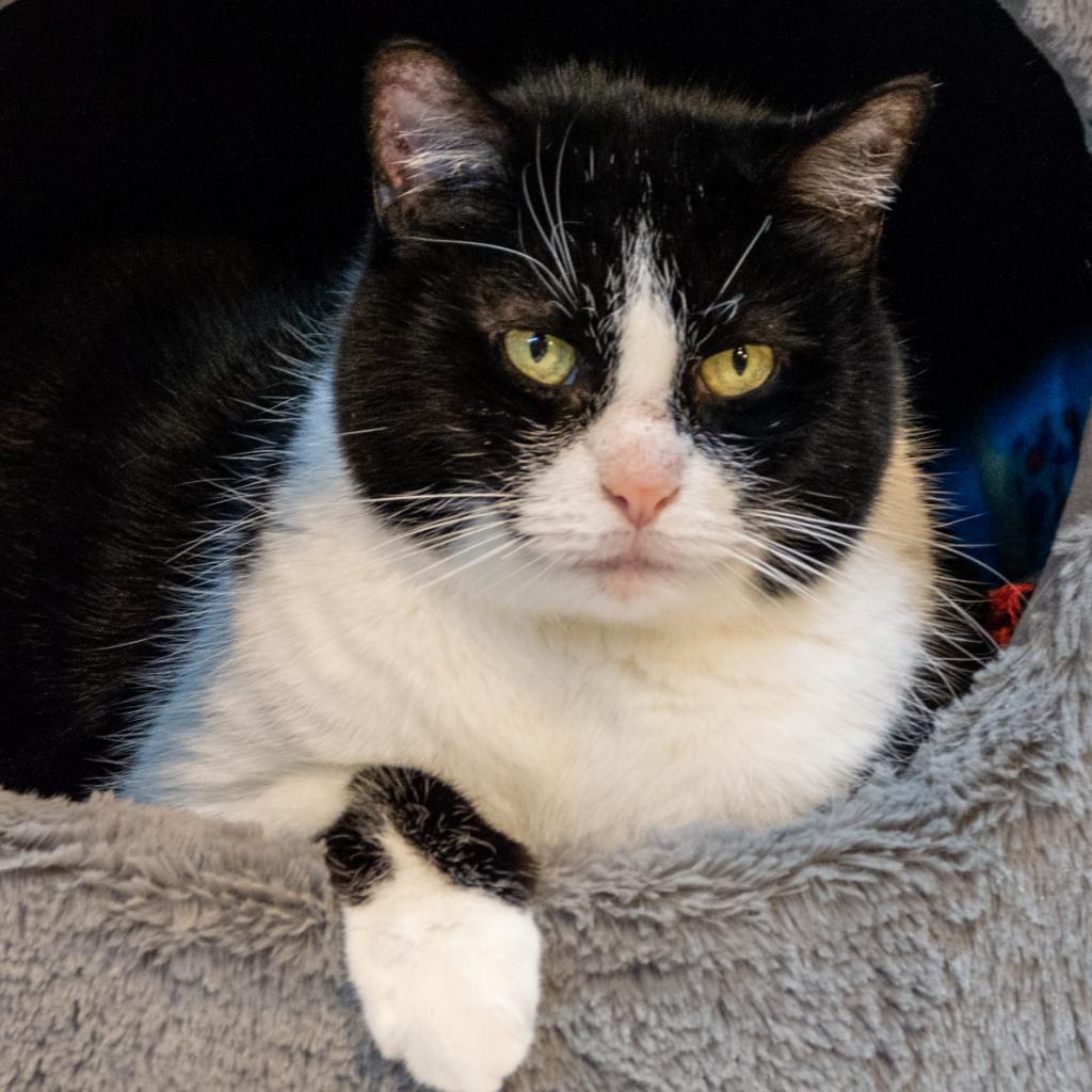 Rosie, Adoptable, Senior Female Domestic Short Hair.